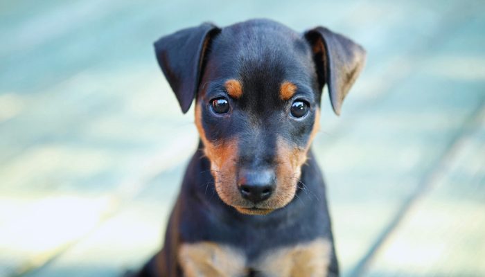 300 noms de chiens inspirés de la nourriture