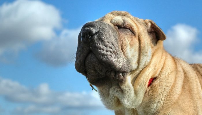 5 façons d’aider votre chien à perdre du poids
