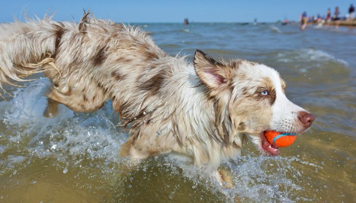 5 conseils pour assurer la sécurité de votre chien en été