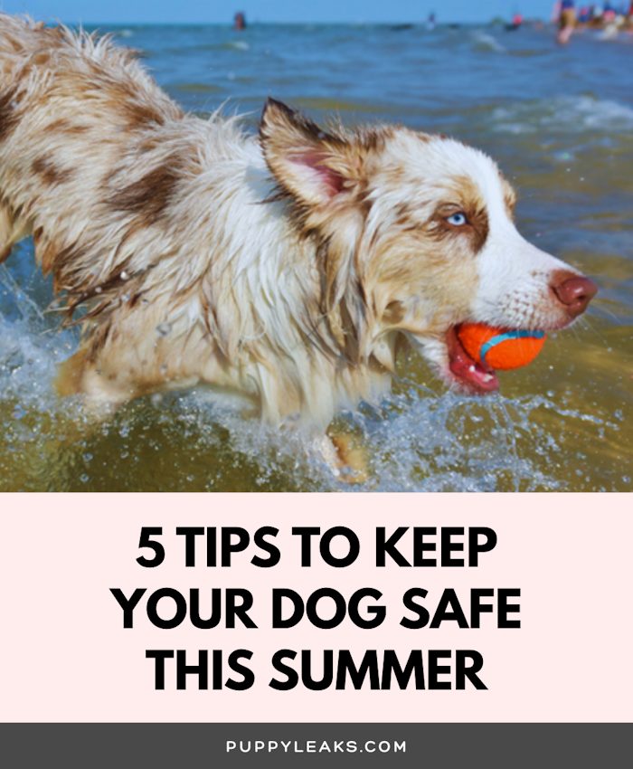 Comment assurer la sécurité de votre chien en été