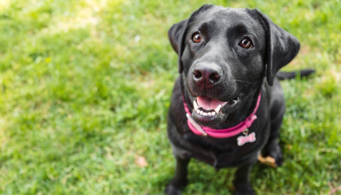 5 avantages de faire travailler votre chien pour sa nourriture