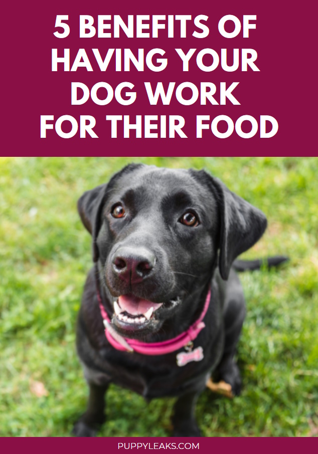 5 avantages de faire travailler votre chien pour sa nourriture