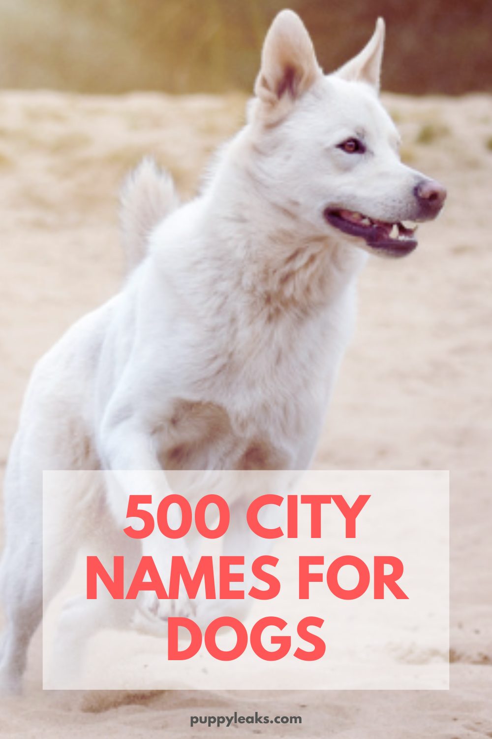 500 noms de villes pour chiens