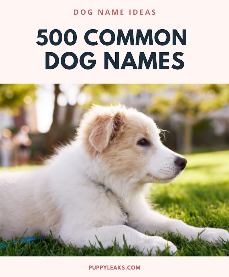 500 noms de chiens courants