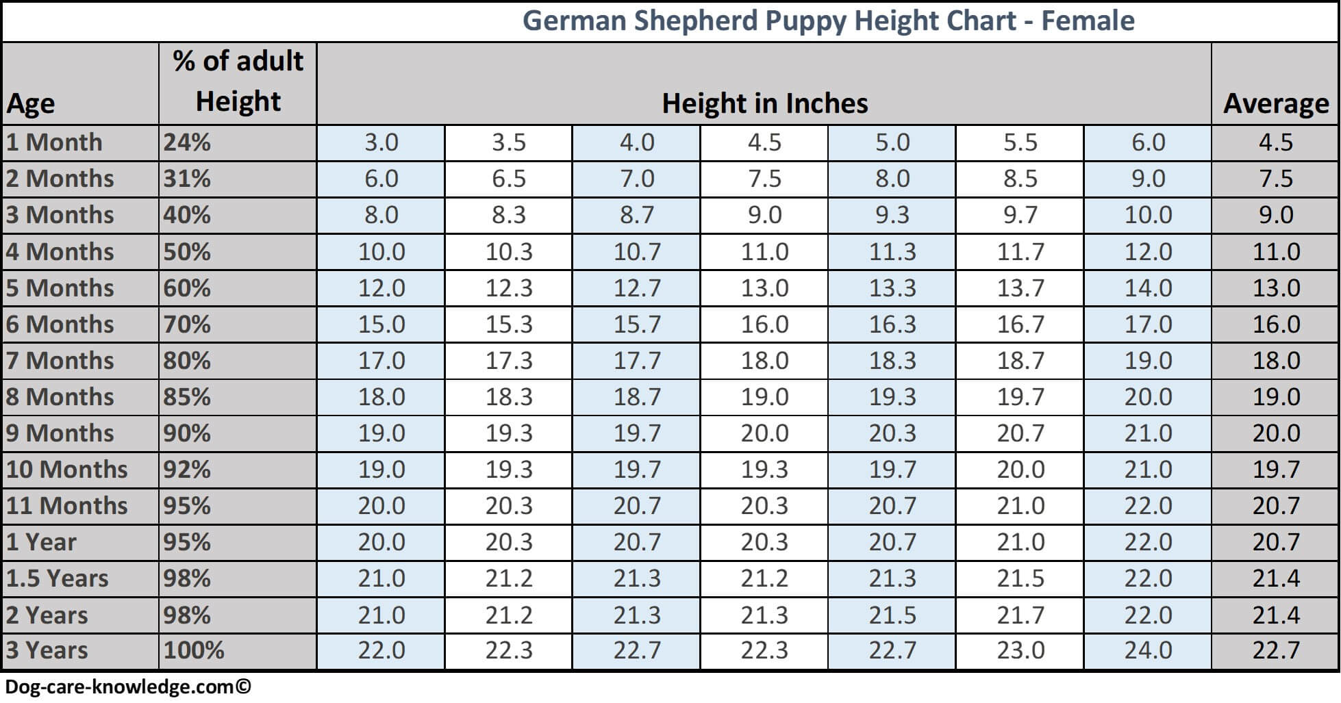 Toise pour chiot berger allemand femelle