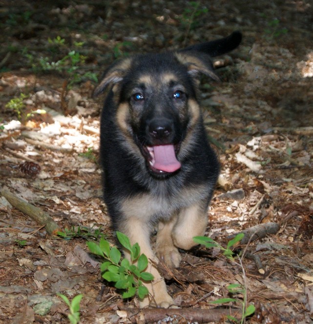 Chiot berger allemand dans les bois