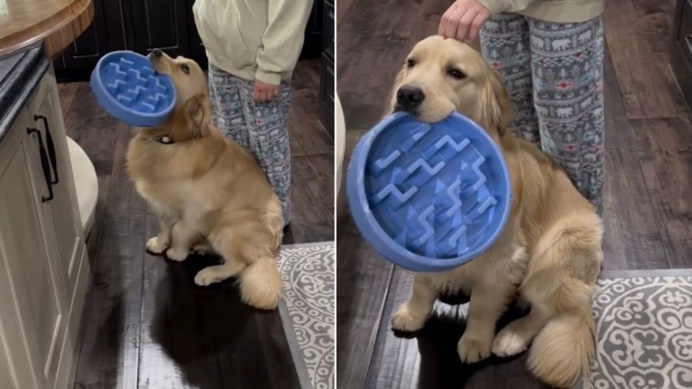 Golden Retriever fait cela pour marquer un deuxième petit-déjeuner