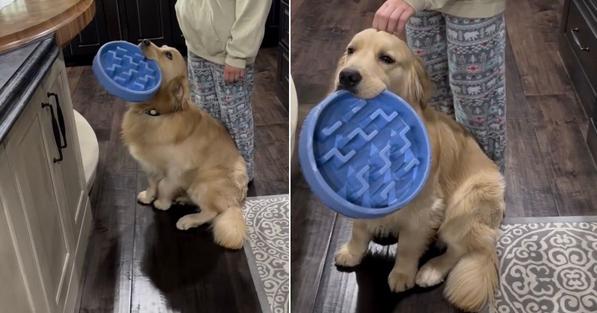 Golden Retriever fait cela pour marquer un deuxième petit-déjeuner