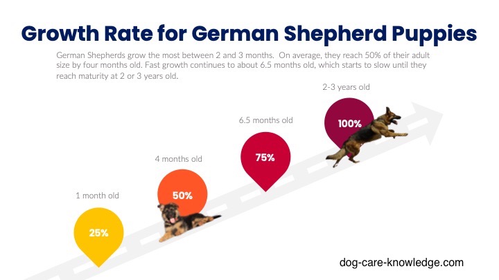 Tableau de poids du chiot berger allemand : croissance mois par mois