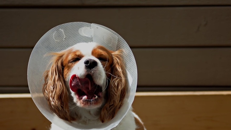 Comment garder un chien tranquille après une opération