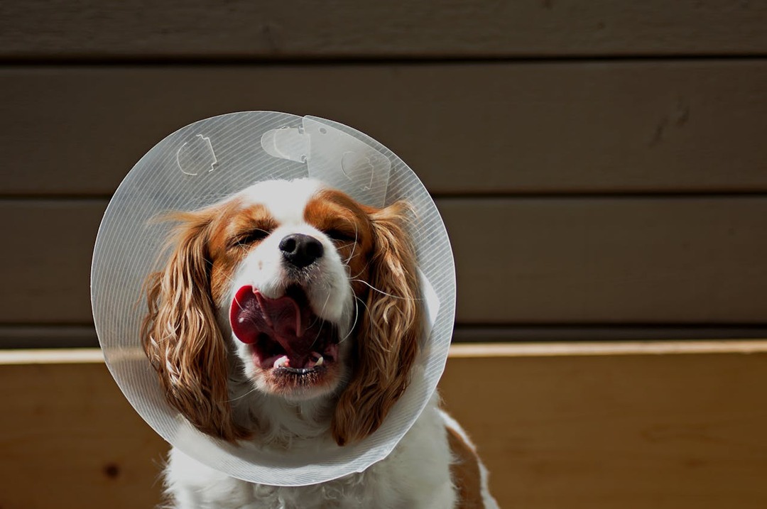 Comment garder un chien tranquille après une opération
