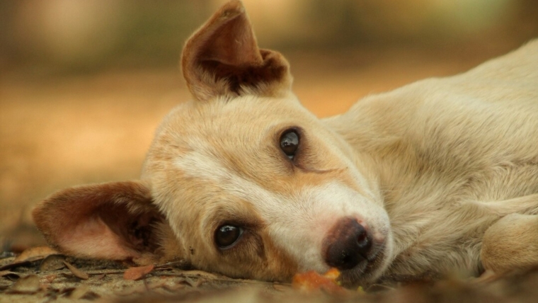 Comment savoir si mon chien a mal ? Signes courants de douleur chez le chien