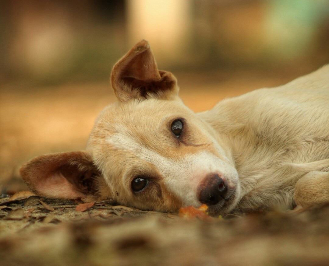 Comment savoir si mon chien a mal ? Signes courants de douleur chez le chien