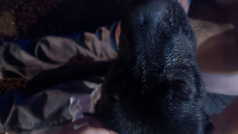 Un chien sauvé après avoir été retrouvé coincé à côté d’une maison en feu