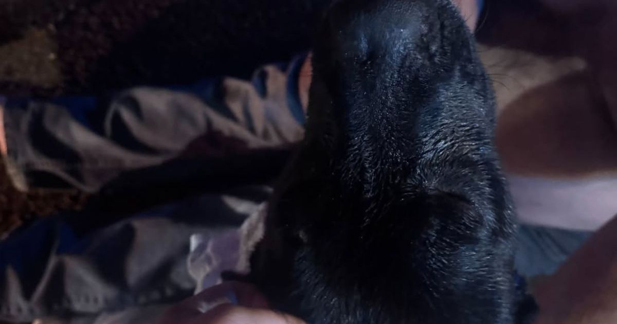 Un chien sauvé après avoir été retrouvé coincé à côté d’une maison en feu