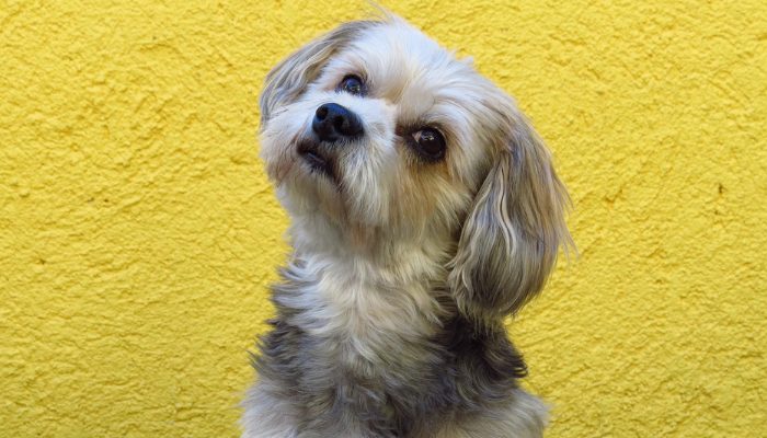 300 noms de chiens inspirés des super-héros
