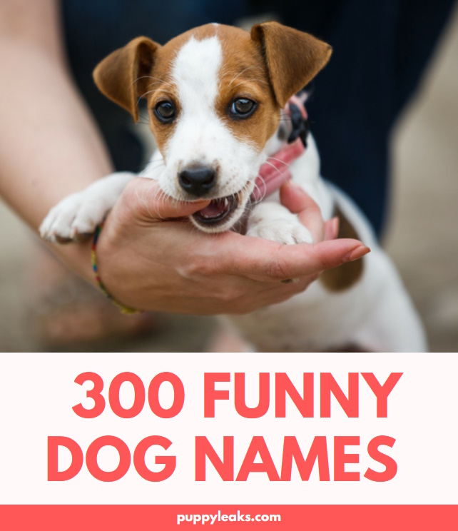 300 noms de chiens drôles