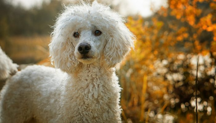 500 noms de chiens sympas – Fuites de chiots