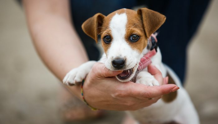 300 noms de chiens drôles – Fuites de chiots