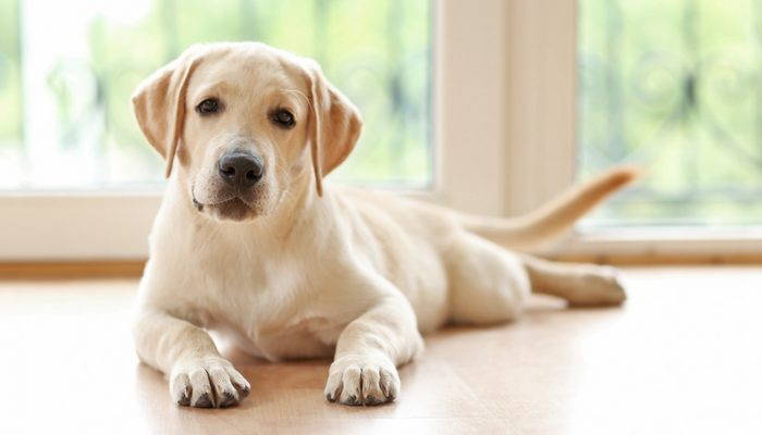 500 noms de chiens inspirés de la mythologie