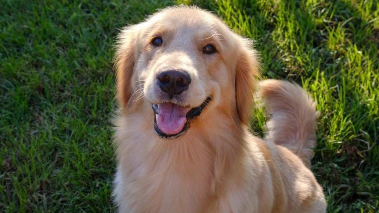 Golden Retriever couronné premier maire de compagnie de la Forsyth Humane Society
