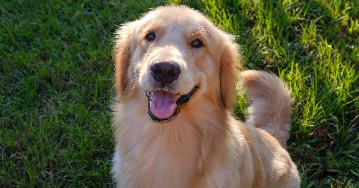 Golden Retriever couronné premier maire de compagnie de la Forsyth Humane Society
