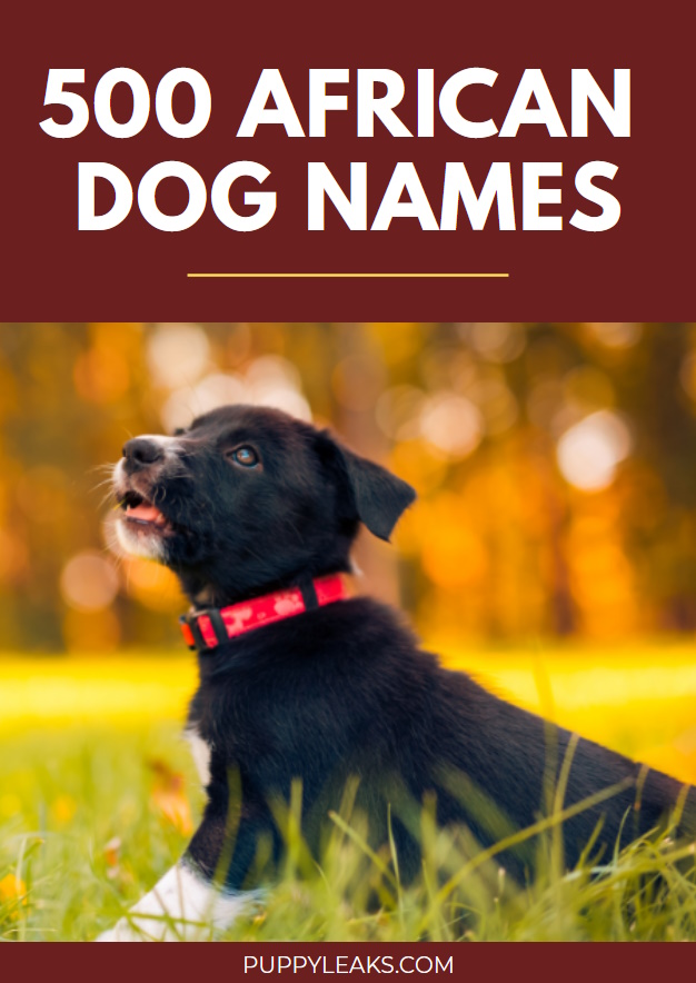 Noms de chiens d'inspiration africaine