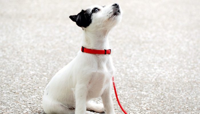 500 noms de chiens coréens – Fuites de chiots