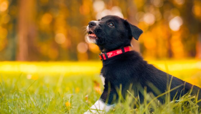 500 noms de chiens africains – Fuites de chiots
