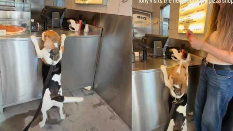 Ce chien adore visiter la pizzeria du quartier pour cette raison