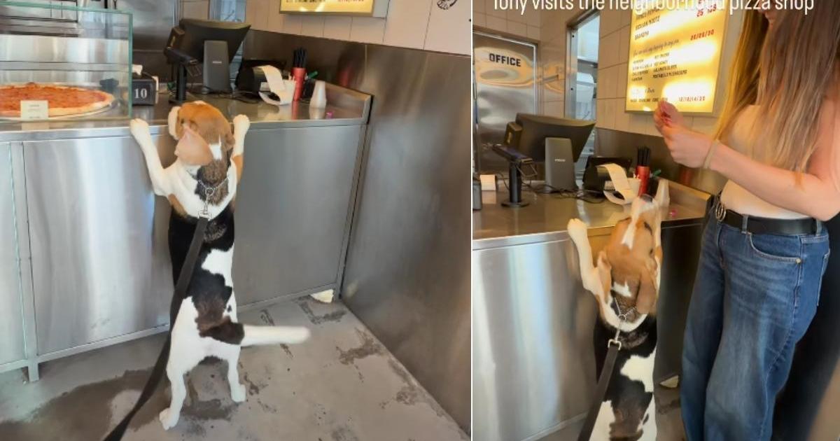Ce chien adore visiter la pizzeria du quartier pour cette raison
