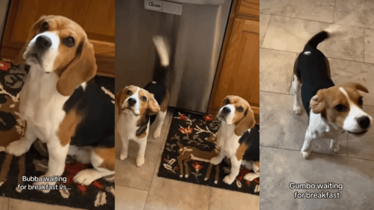 Les chiens ont des réactions très différentes lorsqu’ils attendent le petit-déjeuner