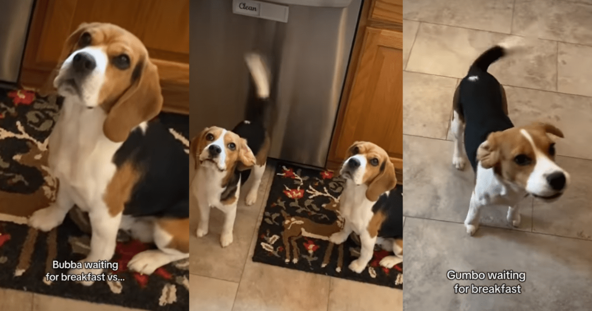 Les chiens ont des réactions très différentes lorsqu’ils attendent le petit-déjeuner