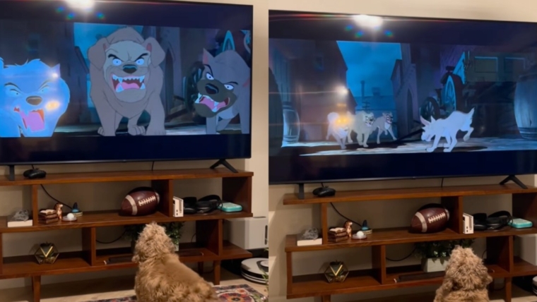 Le Cocker Spaniel ressent de l’empathie en regardant un film d’animation sur un chien