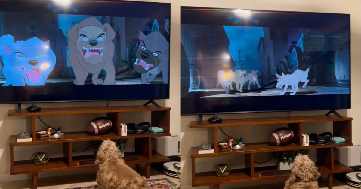 Le Cocker Spaniel ressent de l’empathie en regardant un film d’animation sur un chien
