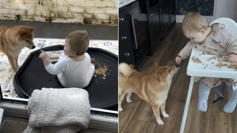 Le propriétaire documente que Shiba Inu et bébé sont les meilleurs amis ultimes