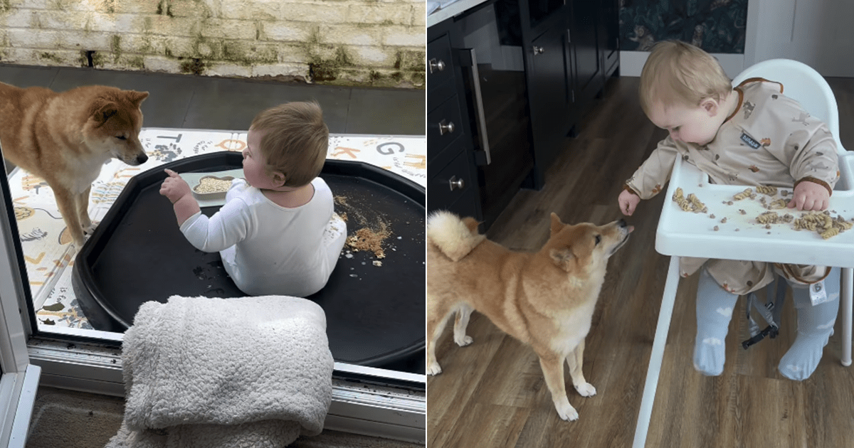 Le propriétaire documente que Shiba Inu et bébé sont les meilleurs amis ultimes