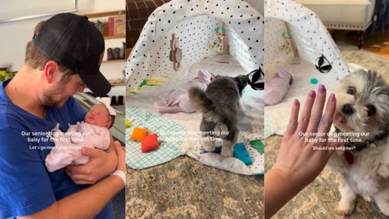 Un chien âgé est doux avec le bébé mais jette parfois un œil de côté