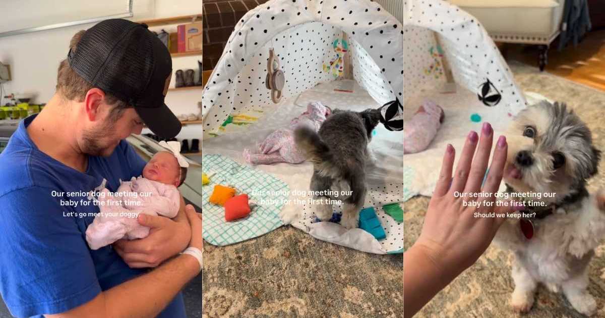 Un chien âgé est doux avec le bébé mais jette parfois un œil de côté