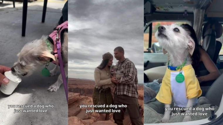 Sauver un chien qui ne veut que de l’amour est tellement gratifiant qu’on dirait ça