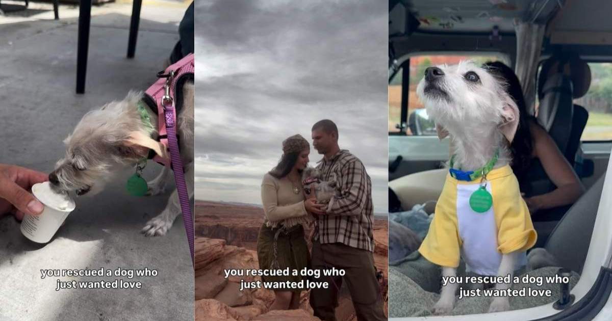 Sauver un chien qui ne veut que de l’amour est tellement gratifiant qu’on dirait ça
