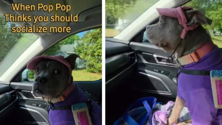 Un chien réagit lorsque papa lui dit qu’elle devrait socialiser davantage