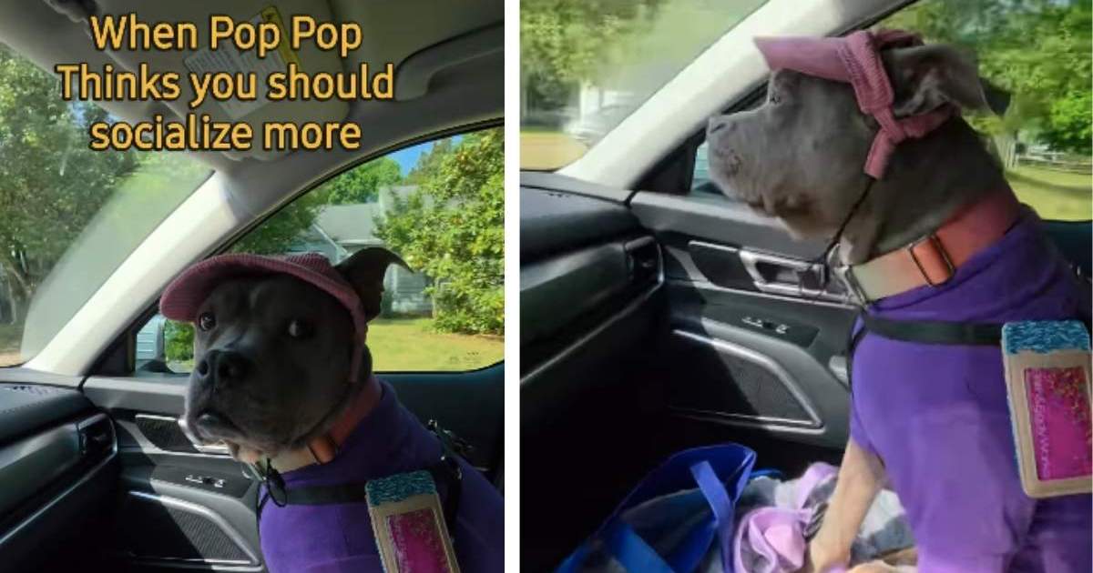 Un chien réagit lorsque papa lui dit qu’elle devrait socialiser davantage