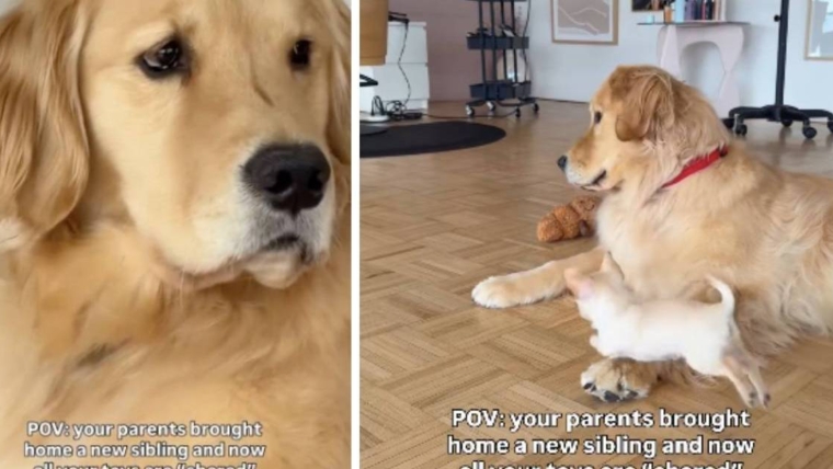 Le chien doit désormais partager ses jouets avec son nouveau frère à fourrure