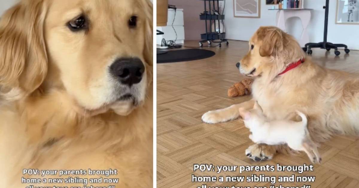 Le chien doit désormais partager ses jouets avec son nouveau frère à fourrure
