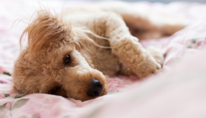 300 noms de chiens italiens – Fuites de chiots