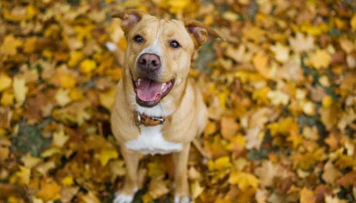 500 noms de chiens inspirés de la nature