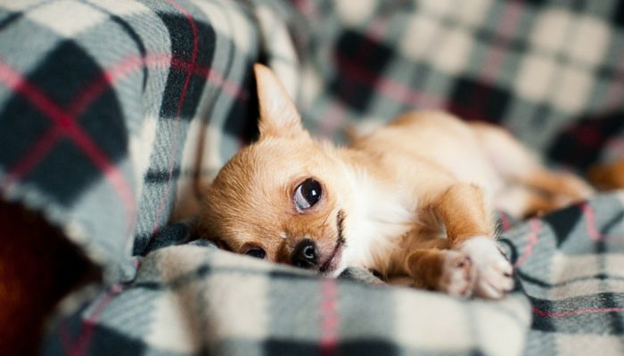 500 noms de chiens inspirés des fêtes