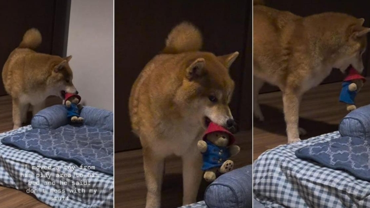 Un chien regarde de côté son propriétaire pour avoir égaré son jouet