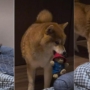 Un chien regarde de côté son propriétaire pour avoir égaré son jouet